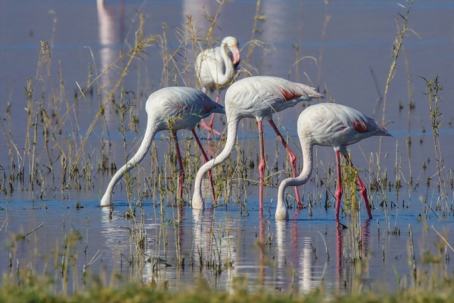 Van'da Doğu'nun Kanatları Van Erçek Gölü 8. Flamingo Festivali